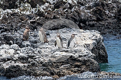 Penguins roost on the coast.Ecuado Stock Photo